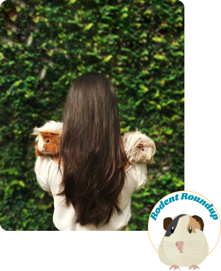Person holding two guinea pigs with Rodent Roundup logo