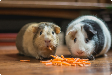 picture of two guinea pigs